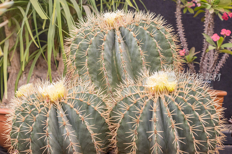 产于英国伦敦的白蜡桶形仙人掌(Ferocactus glaucescens)